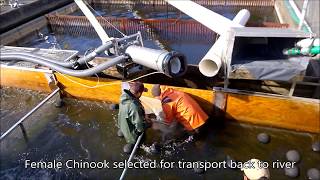 Whooshh  Salmon River Hatchery Demonstration [upl. by Meagher]