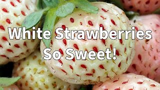 How to Grow White Strawberries Pineberries from Roots [upl. by Elleynad]