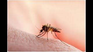 Understanding Malaria Symptoms Prevention and Treatment [upl. by Deenya]