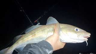 fishing ladye Bay on the Bristol channel at high water for cod shore fishing uk [upl. by Attolrac593]