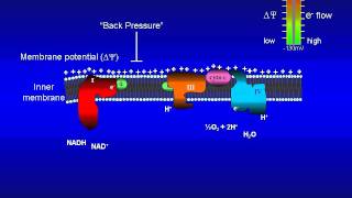 Animation of the bioenergetics governing the mitochondrial electrontransport system [upl. by Aliuqaj]