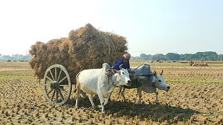 Old Man vs Bullock cart  Bullock Cart Heavy Load paddy ride  Village Agriculture [upl. by Gupta]