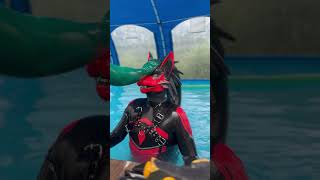 Petting a rubber wolf in a pool latex rubber rubberfur latexfur furry [upl. by Ha]