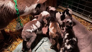 Sassy’s Labor  QUINTS  Full Birth  Nigerian Dwarf Goat Birth [upl. by Pubilis]