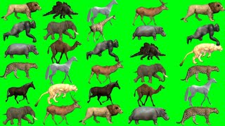 Animal List Animals Running on Green screen  Animals stampede green screen  Animals green screen [upl. by Anaihsat986]