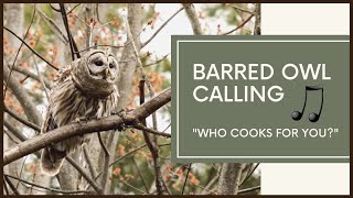 Barred Owl Calls To Mate  AMAZING VOCALS [upl. by Einnej]