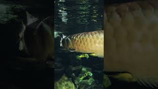 Arowana aquarium arowana fish [upl. by Naillij758]