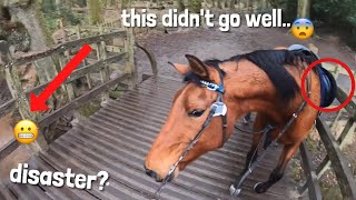 she’s not a fan of the bridge😩 GO PRO  equinemollie [upl. by Adnohsed]