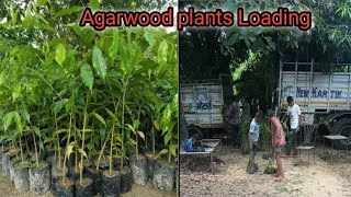 Agarwood plants Loading  Agarwood plants  oud plant Aquilaria plant  chandan plants nursery [upl. by Fogg]