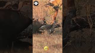 Is This LION Trapped FOREVER lion buffalo shortsvideo viralvideos [upl. by Estrin656]