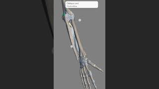 Ligament of upper limb [upl. by Nareht260]