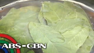 Salamat Dok Health benefits of Guava Leaves  Cura Mula sa Nature [upl. by Gustafsson]