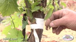 Grafting on to established vines can keep your vineyard productive [upl. by Spiers]