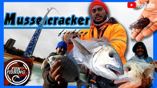 Fun Fishing Frenzy  Fishing for White Musselcracker  Brusher [upl. by Bravar210]