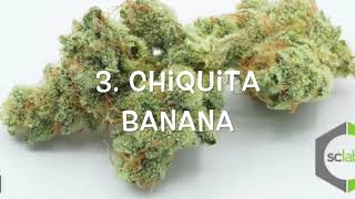 TOP 5 STRONGEST STRAINS 2017 [upl. by Aohsoj]