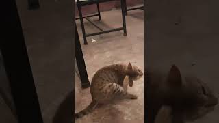 meow meow biralo cat catlover catlife cuteanimals cuteanimals viralvideo meow dog shorts [upl. by Ntisuj]