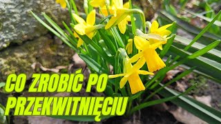 Co zrobić z narcyzami i żonkilami po przekwitnięciu Kiedy przyciąć liście Kiedy wykopać cebulki [upl. by Dieterich880]