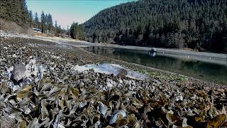 American Pipits feeding among the Fucus [upl. by Ahsekyw866]