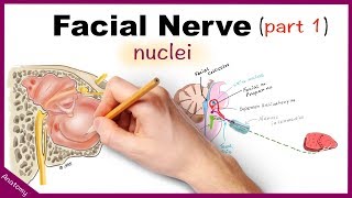 Facial Nerve Anatomy Simplified Part 1 [upl. by Nageam]