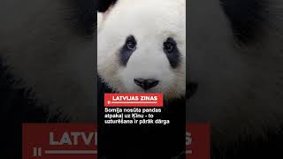 Somija nosūta pandas atpakaļ uz Ķīnu  to uzturēšana ir pārāk dārga [upl. by Atiuqet]