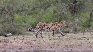 Leopard Hluhluwe Imfolozi Park [upl. by Anelak]