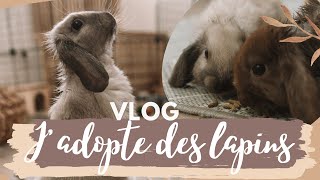 VLOG ⇾ Jadopte des lapins en animalerie Cest une CATA [upl. by Ednutabab]