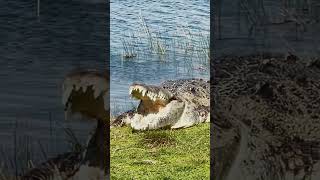 Meet Croczilla a 14’ legendary monster American Crocodile in the Everglades crocodile everglades [upl. by Nyladam]