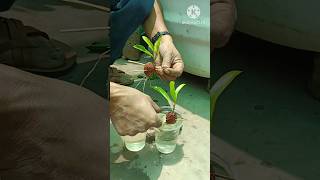 Best way to grow lychee at homeUnique technique of growing lychee tree with watershortgrowlychee [upl. by Jemy240]