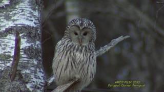 SLAGUGGLA Ural Owl Strix uralensis Klipp  2043 [upl. by Adnahsor]