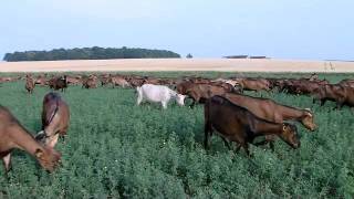 Lélevage de chèvres une vidéo Soignon [upl. by Unam636]