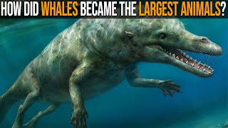 Evolution of Whales How They Became The Largest Animals Ever [upl. by Danaher]