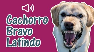 🐕‍🦺 Cachorro Latindo e Rosnando Bravo  Som do Latido de Cães Ferozes [upl. by Notlit]