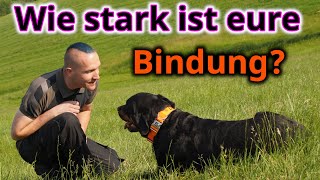 Mach das um die Bindung zu Deinem Hund zu stärken [upl. by Yeslah951]