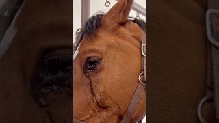 Horse Crying Tears 😢 [upl. by Eirrok]