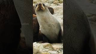 Cute Fur Seal Wincent WuVg4 nature wildlife seal [upl. by Teak]