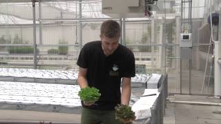 Best Hydroponic Plants [upl. by Magree]