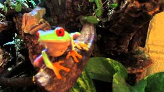 Red Eyed Tree Frogs [upl. by Cole]