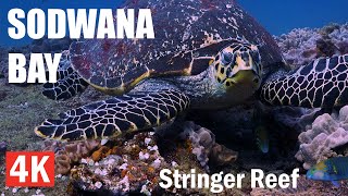 Stringer Reef  Sodwana Bay Scuba Diving 4K  June 2024 [upl. by Cosma]