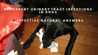 Dog Recurrent Urinary Tract Infections 5 Effective Holistic Answers [upl. by Gilmore]