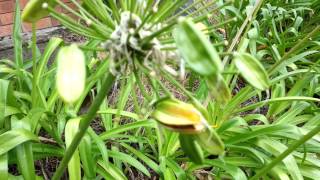 Agapanthus africanus Seed Pods  African Lily  HD 08 [upl. by Lashond]