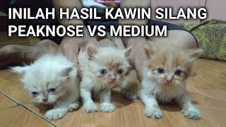 Kucing Hasil Kawin Silang Peaknose Dengan Medium [upl. by Kohcztiy]