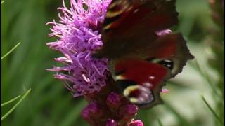 Ein naturnaher Staudengarten in Ostfriesland [upl. by Nemsaj]