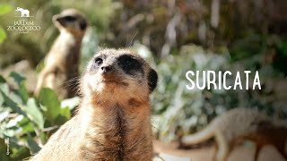 Suricata  Jardim Zoológico [upl. by Tamra647]