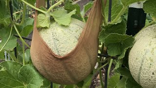 Support Your Melons on A Trellis Here’s a Quick amp Simple Way [upl. by Littlejohn194]