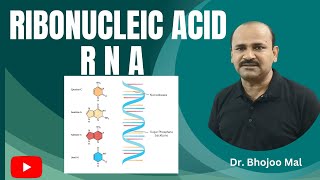 RNA  by Dr Bhojoo Mal [upl. by Adnilab]