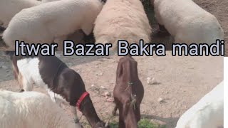 ITWAR BAZAR BAKRA MANDI 🦙 [upl. by Sara-Ann]