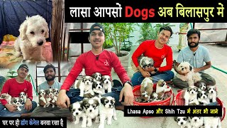 lhasa apso puppies  lhasa apso bilaspur  dog kennel bilaspur chhattisgarh  bilaspur dog house [upl. by Eirrehs]