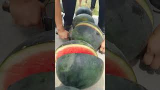 Triploid seedless watermelon Blackskinned triploid seedless watermelon high in lycopene [upl. by Aillicec]