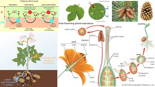 Plant Diversity Flowering Plants Gymnosperms Bryophytes Pollination [upl. by Larisa]