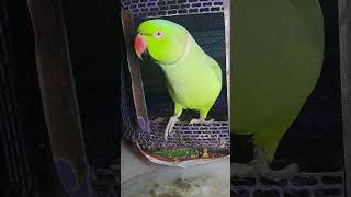 Main mittu hoo parrot parrottalking cute funny alexandrine alexandrianparrot birds alexparro [upl. by Benisch]